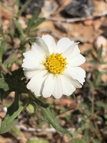 blackfoot daisy
