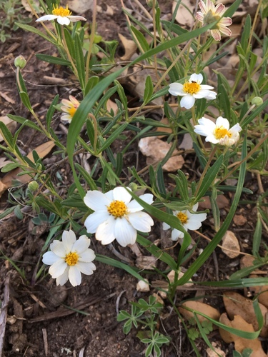 blackfoot daisy