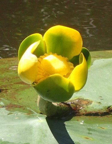 spatterdock