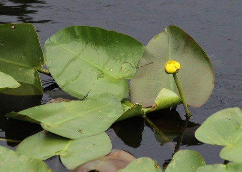 spatterdock