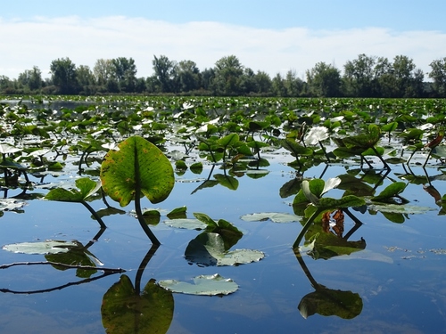 spatterdock