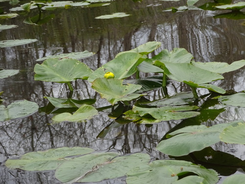 spatterdock