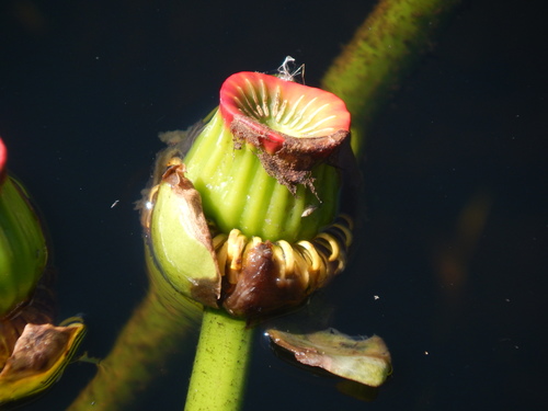 spatterdock