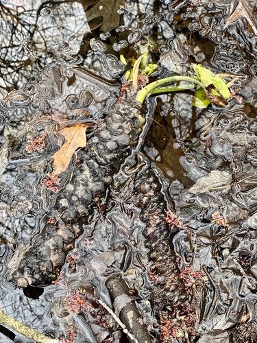 spatterdock