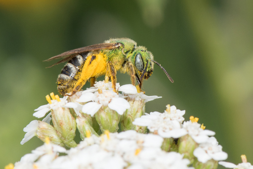 Bicolored Striped Sweat Bee