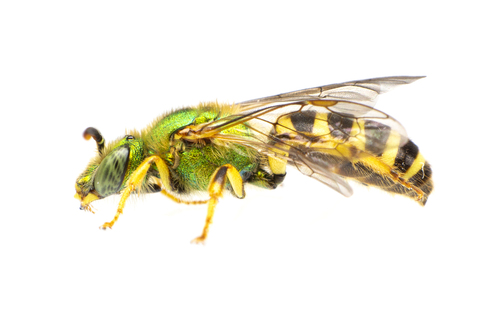 Bicolored Striped Sweat Bee