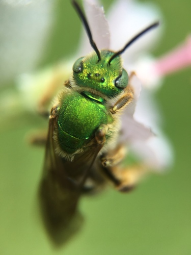 Bicolored Striped Sweat Bee