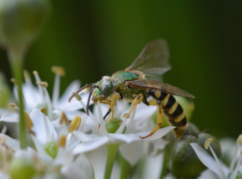 Bicolored Striped Sweat Bee