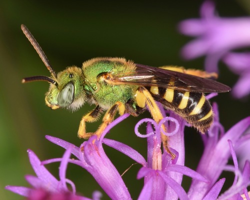 Bicolored Striped Sweat Bee