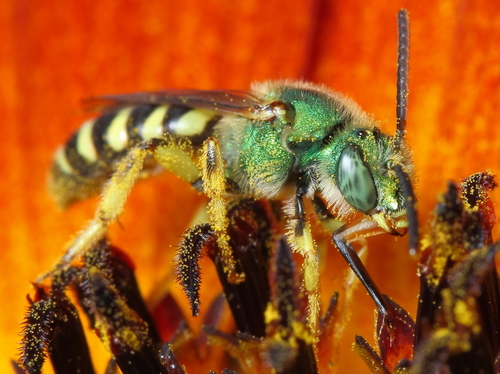Bicolored Striped Sweat Bee