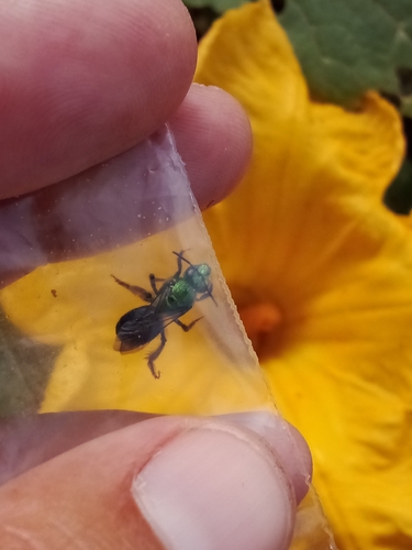 Bicolored Striped Sweat Bee