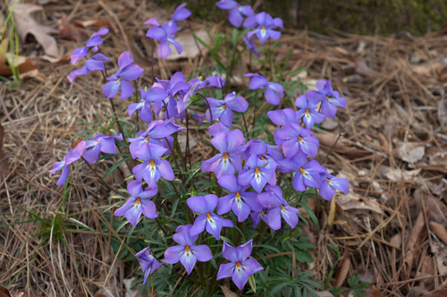 bird's foot violet
