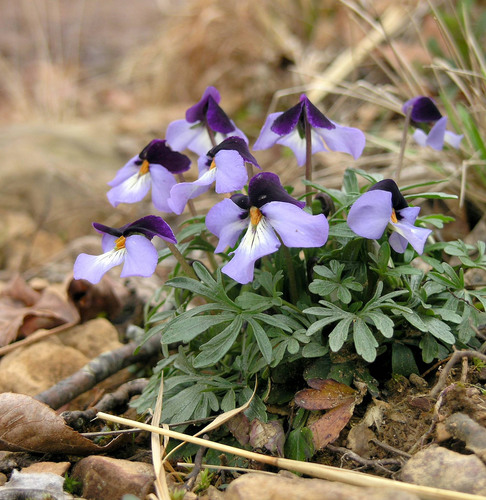 bird's foot violet