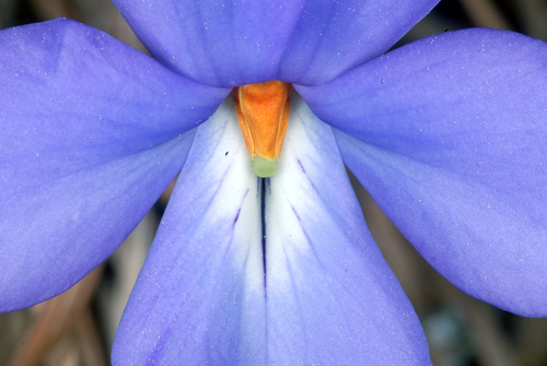 bird's foot violet