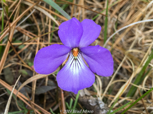 bird's foot violet