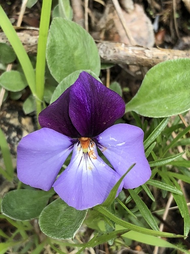 bird's foot violet