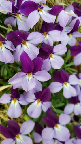 bird's foot violet