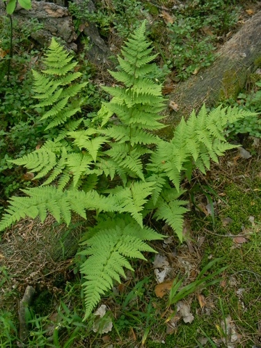 spinulose wood fern