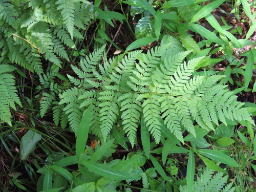 spinulose wood fern