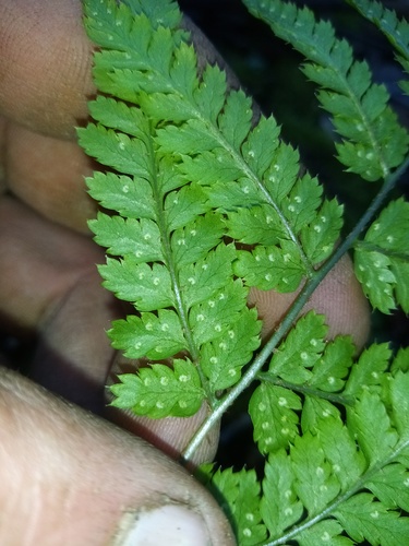 spinulose wood fern