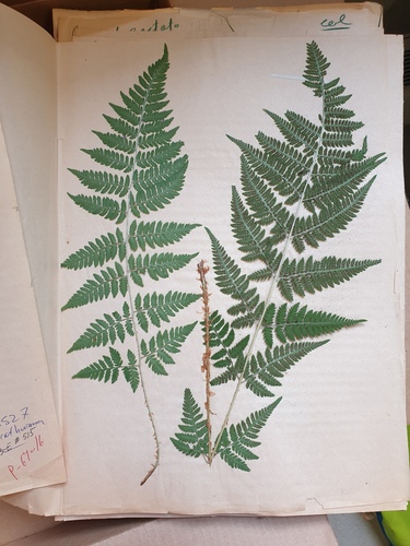 spinulose wood fern