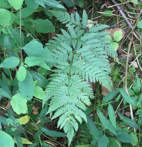 spinulose wood fern