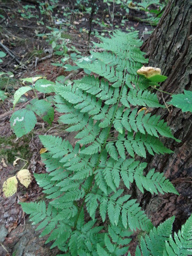 spinulose wood fern