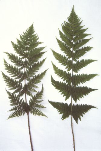 spinulose wood fern