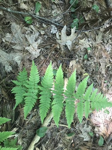 spinulose wood fern