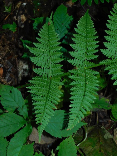 intermediate wood fern