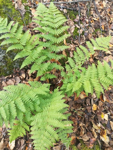 intermediate wood fern
