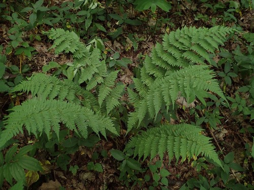 intermediate wood fern