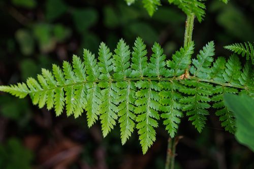 intermediate wood fern