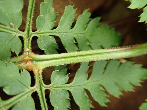 intermediate wood fern