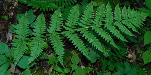 intermediate wood fern