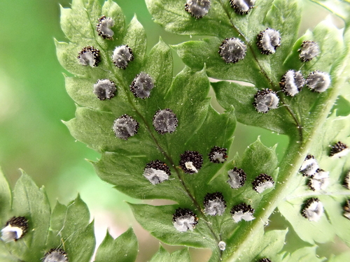 intermediate wood fern
