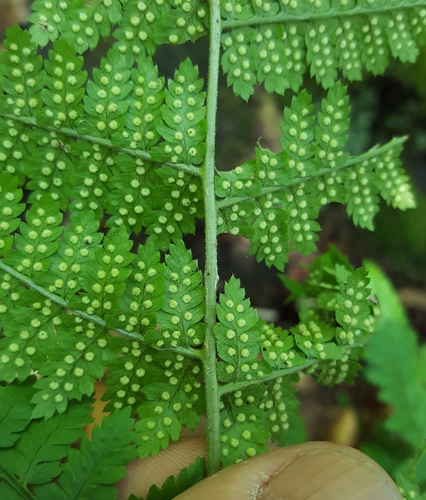 intermediate wood fern