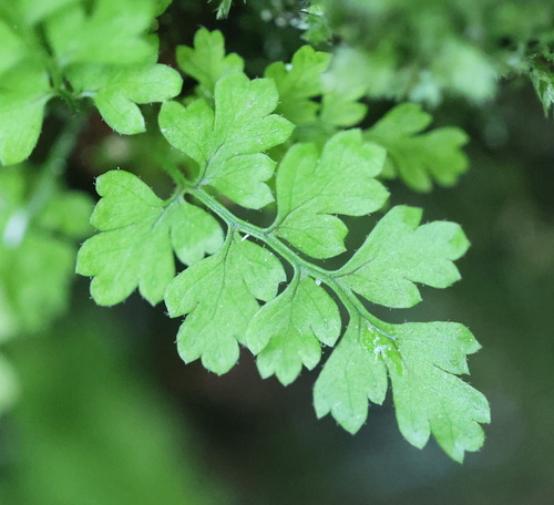 intermediate wood fern