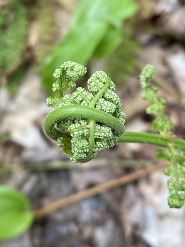 intermediate wood fern