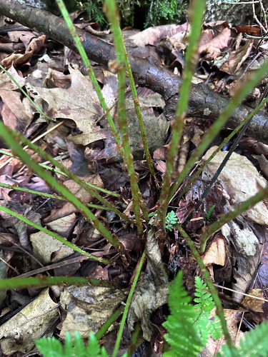 intermediate wood fern