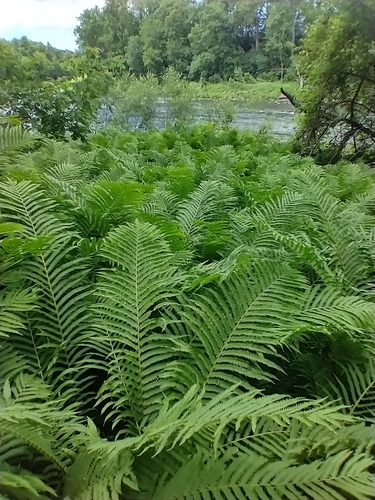 ostrich fern