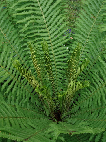 ostrich fern