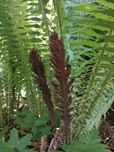 ostrich fern