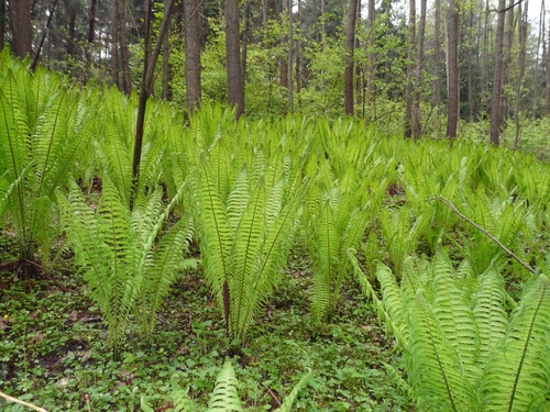 ostrich fern