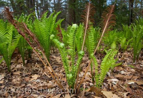ostrich fern