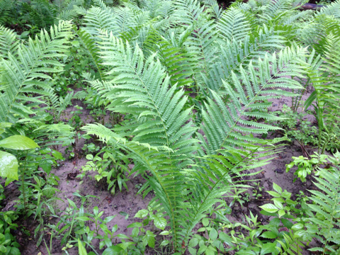 ostrich fern