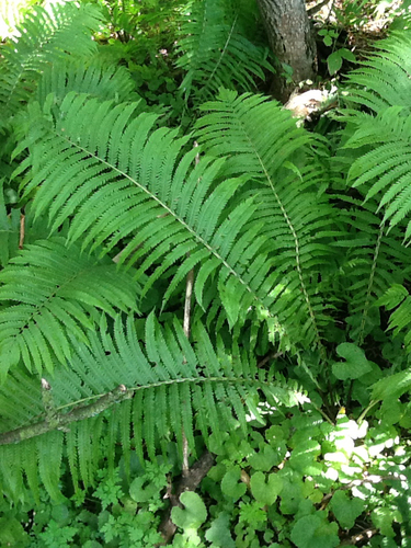 ostrich fern
