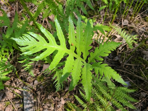 sensitive fern