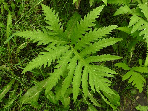 sensitive fern
