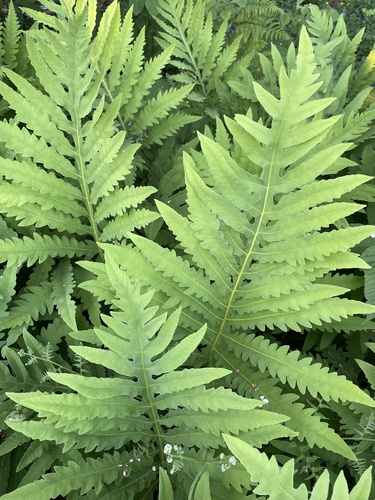 sensitive fern